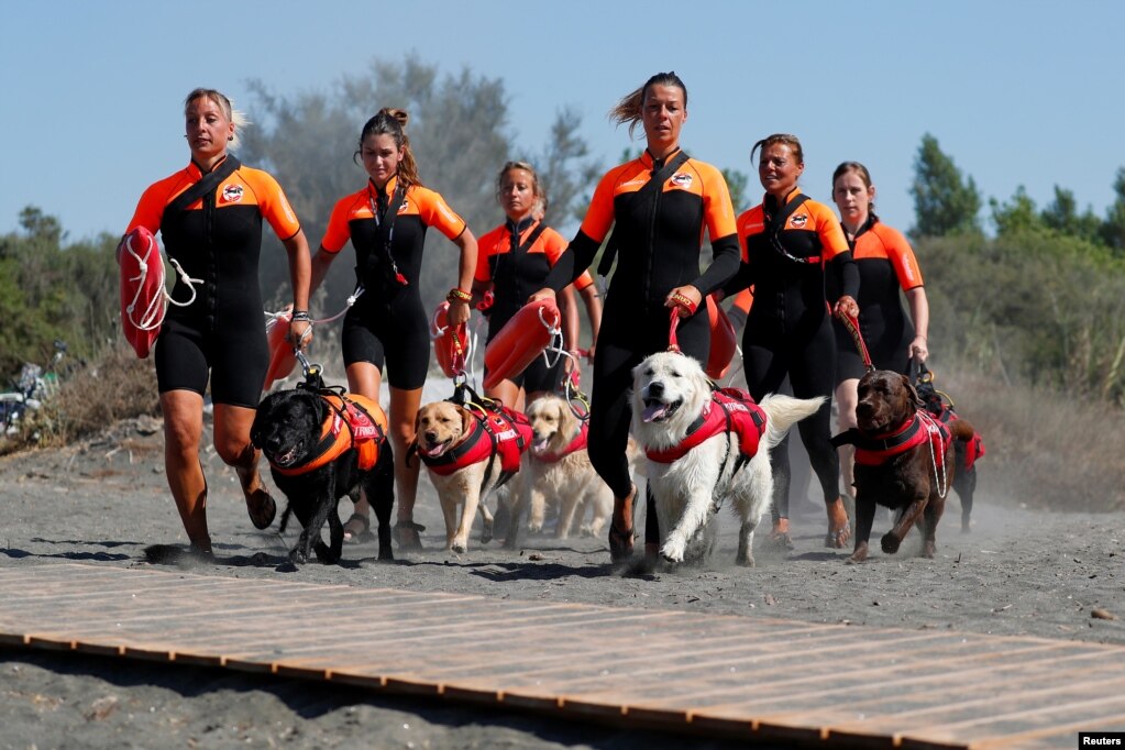 اٹلی کے ساحلوں میں سیکیورٹی پر مامور خواتین تربیت یافتہ کتوں کے ہمراہ ایک ٹریننگ سیشن میں شریک ہیں۔ &nbsp;