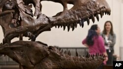 El esqueleto del Tiranosaurior Rex fue descubierto en Montana y será exhibido en el Museo de Historia Natural, Smithsonian, en Washington.