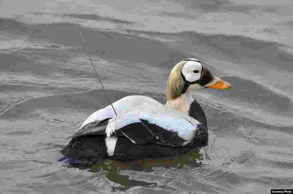 The Spectacled Eider has declined by 96 percent at a primary breeding area in Alaska because of declining ice and warming temperatures. The species is listed as threatened. (USGS)