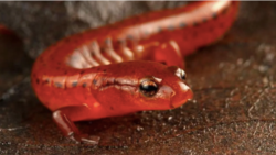 Carolina Sandhills Salamander