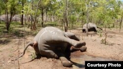 Elefantes continuam a ser mortos em Moçambique