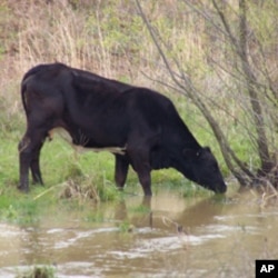 Coal ash from a massive coal ash site in Bokoshe, Oklahoma runs off into grazing fields. No federal rules govern waste disposal from the nation’s 600 coal-fired power plants.