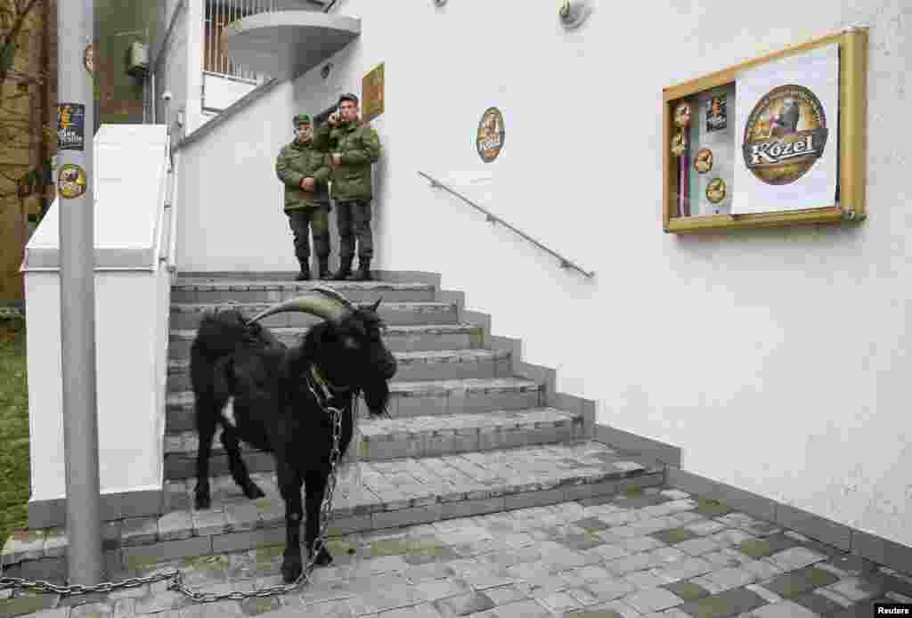 A goat is seen during a protest by activists with the 'National Corps' political party against Czech President Milos Zeman, outside the Czech Republic's embassy in Kyiv, Ukraine. 