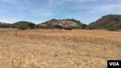 Despite forecasts of above-average rainfall, some of parts of Zimbabwe have yet to receive rains a month after the beginning of the season. Here in rural Gutu, Zimbabwe, about 300 kilometers south of Harare, farmers did dry planting in November and are waiting for precipitation. (S. Mhofu/VOA) 