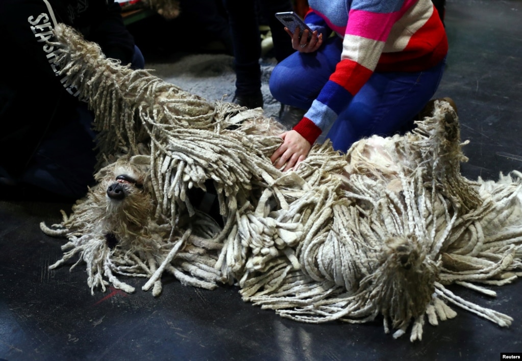 A Komondor relaxes during the second day of the Crufts Dog Show in Birmingham, Britain.