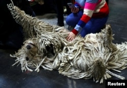 A Komondor relaxes during the second day of the Crufts Dog Show in Birmingham, Britain, March 8, 2019.
