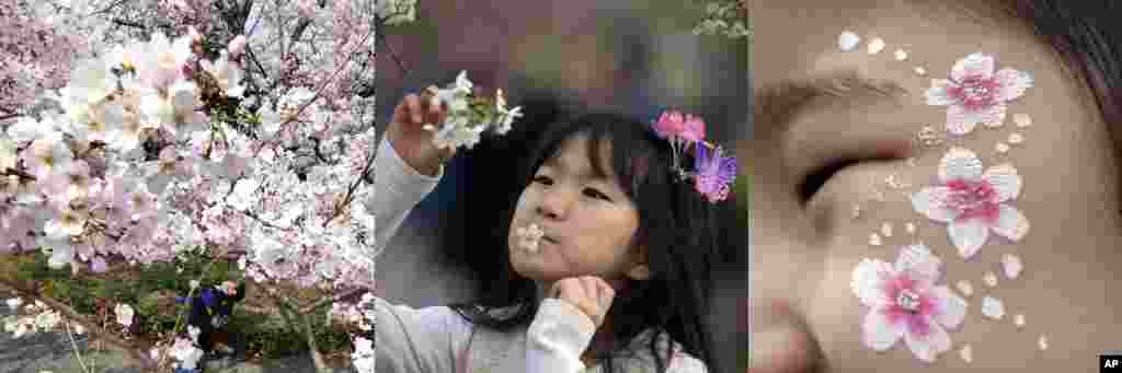 In this combination of photos showing children with cherry blossoms in Tokyo, Beijing, and Seoul, from left to right: A child walks under the blooming cherry blossom trees in Tokyo, March 30, 2017; a child with a cherry flower in her mouth looks at cherry trees at the Yuyuantan Cherry Blossom festival in Beijing, April 2, 2017; a girl&#39;s face is painted with cherry flower patterns during the cherry blossom festival in Seoul, April 8, 2017. &nbsp;