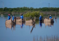 Women wade through a swamp to plant mangrove seedlings, near Progreso, Mexico, Wednesday, Oct. 6, 2021. (AP Photo/Eduardo Verdugo)