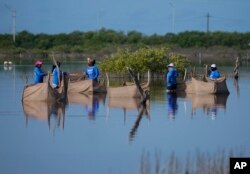 FILE - Women wade through a swamp to plant mangrove seedlings, near Progreso, Mexico, Wednesday, Oct. 6, 2021. (AP Photo/Eduardo Verdugo)