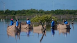 Women wade through a swamp to plant mangrove seedlings, near Progreso, Mexico, Wednesday, Oct. 6, 2021. (AP Photo/Eduardo Verdugo)