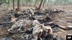 The carcasses of elephants slaughtered by poachers are seen in Boubou Ndjida National Park, Cameroon, February 2012.
