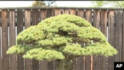 Bonsai koji je preživio napad na Hiroshimu