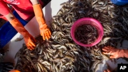 FILE- Female workers sort shrimp at a seafood market in Mahachai, Thailand, Sept. 30, 2015.
