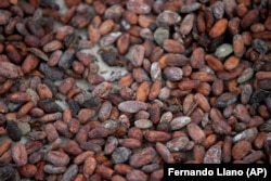 In this April 16, 2015 photo, cacao beans dry under sun at the Agropampatar chocolate farm Co-op in El Clavo, Venezuela.