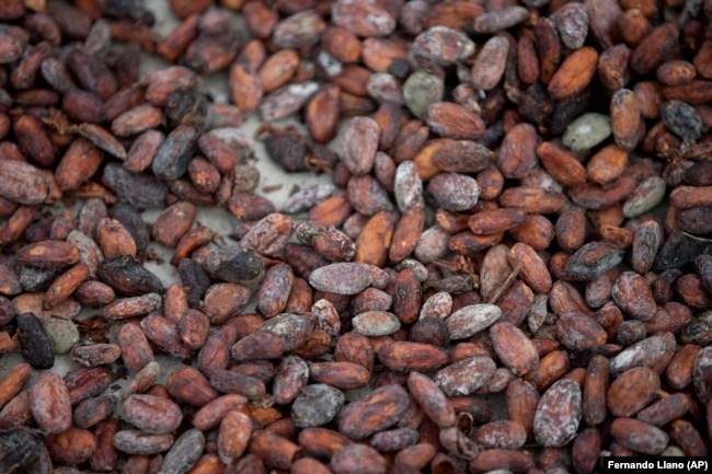 In this April 16, 2015 photo, cacao beans dry under sun at the Agropampatar chocolate farm Co-op in El Clavo, Venezuela.