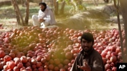 نار قندهار از شهرۀ بیشتر در افغانستان خوردار است و روند جمع‌آوری این محصول زراعتی در فصل خزان آغاز می‌شود.