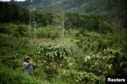 Adolfo Martinez walks at a experimental plantation of robusta coffee in Turrialba, Costa Rica, Aug. 16, 2016.