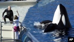 SeaWorld Entertainment Inc. anunció en diciembre de 2016 que eliminaría 320 trabajos a lo largo de los 12 parques de la compañía. La empresa también indicó que ayudaría a desarrollar su primer parque Sea World sin orcas, en Abu Dabi.