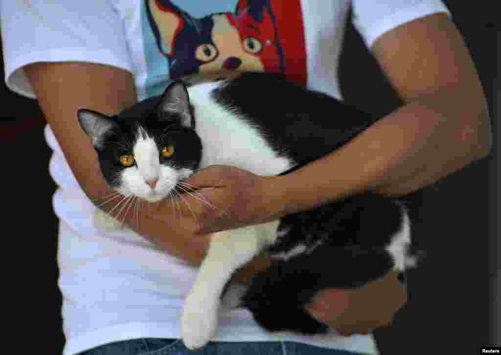 Mayoral candidate Morris the Cat is held by his owner at his home in Xalapa, capital of the state of Veracruz, Mexico. Morris is running for mayor in the upcoming July elections with the slogan &quot;Tired of voting for rats?&quot; Morris&#39; candidacy has already garnered over 110,000 Facebook likes, more than his human competitors.