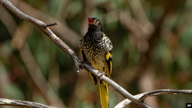 This 2016 photo provided by Murray Chambers shows a male regent honeyeater bird in Capertee Valley in New South Wales, Australia. 
