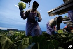 Farmworker Santiago Martinez, of Mexicali, Mexico, picks cabbage before dawn in a field outside of Calexico, California, March 6, 2018.
