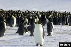 اس قطبی علاقے میں بڑی تعداد میں پینگوئن پائے جاتے ہیں۔ سائنسی ماہرین کا کہنا ہے کہ تیزی سے برف پگھلنے سے وہ علاقے گھٹ رہے ہیں جہاں قیام کرتے ہیں اور اپنی نسل بڑھاتے ہیں۔