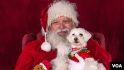 미국 버지니아주 알링턴에 위치한 애완견용품 전문점 ‘도그마’에서 애완견이 산타와 사진을 찍고 있다.