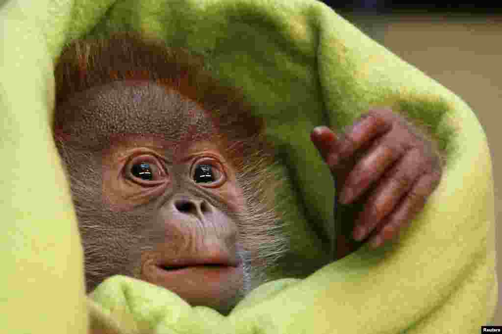 Three-week-old female orangutan baby &#39;Rieke&#39; is pictured during a presentation to the media at the Zoo in Berlin, Germany.