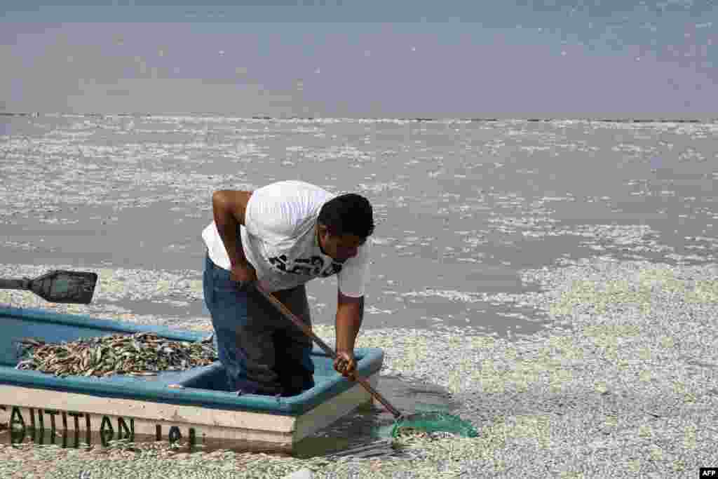 A fisherman collects dead "popocha" fish at the lagoon of Cajititlan in Tlajomulco de Zuniga, Jalisco State, Mexico. At least 48 tons of fish have turned up dead in the lagoon in western part of the country and authorities are investigating whether a wastewater treatment plant is to blame.