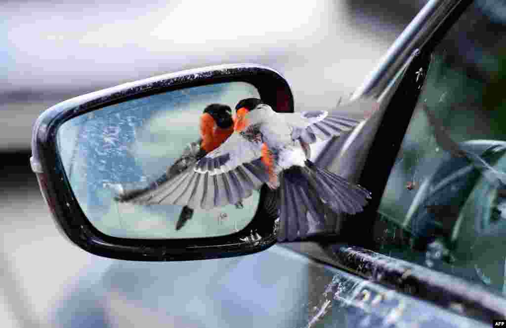 A bullfinch bird flies toward its image in the mirror of a car in Rheda-Wiedenbrueck, Germany.