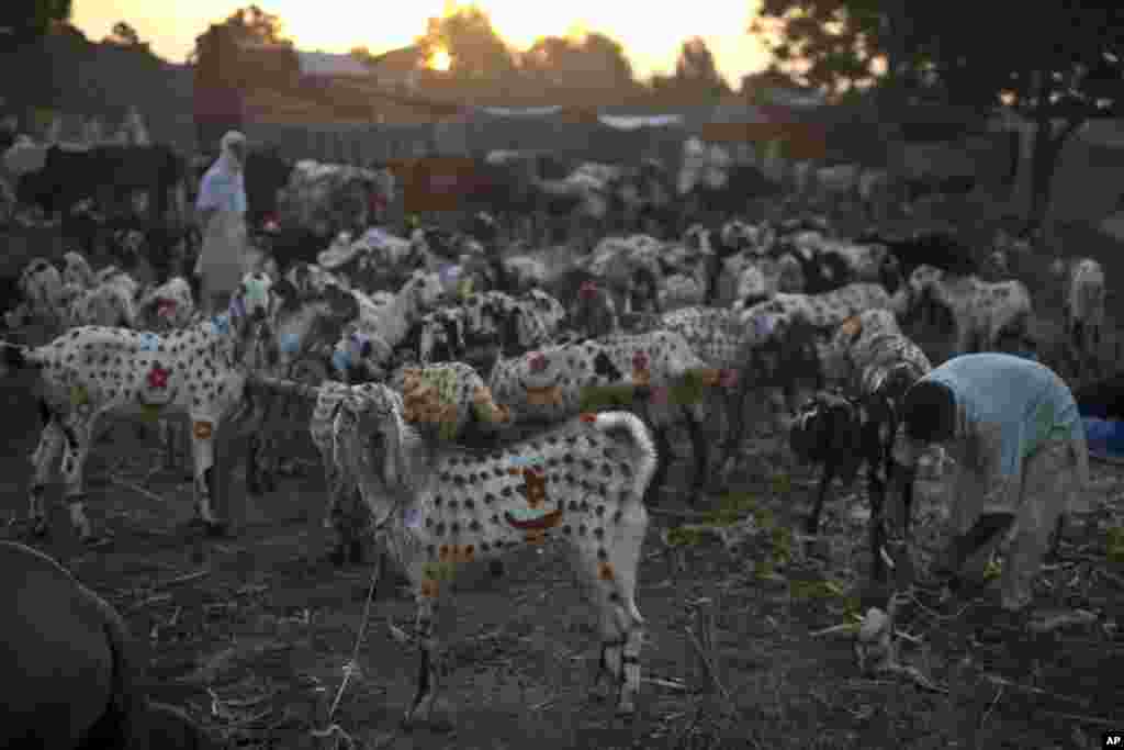 Goats are painted to attract customers while being displayed for sale by a Pakistani merchant for the upcoming Muslim holiday of Eid al-Adha, or "Feast of Sacrifice," on the outskirts of Islamabad, Pakistan.