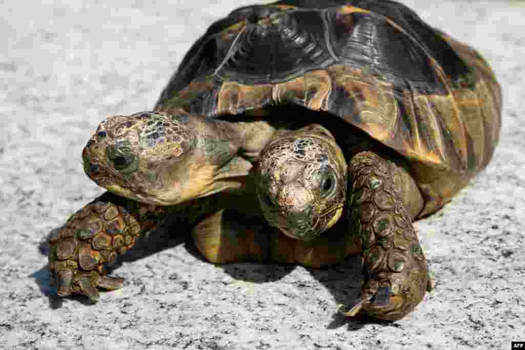 Janus, the Geneva Museum of Natural History's two-headed Greek tortoise, is photographed on the day of its 20th birthday, on Sep. 3, 2017, in Geneva.