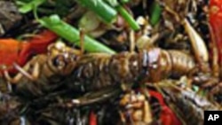 Insects are eaten widely in Cambodia. The UN hopes to fight child malnutrition in Laos with nutrient-packed bugs.