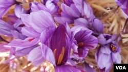 د افغانستان زعفران