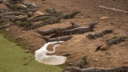 FILE - In this Sept. 14, 2020 file photo, an egret flies over a bask of caiman on the banks of the almost dried up Bento Gomes river, in the Pantanal wetlands near Pocone, Mato Grosso state, Brazil.