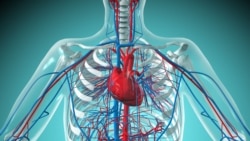 နှလုံးရောဂါရှိမရှိ ကြိုတင်သိစေနိုင်သော အချက်များ