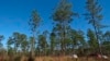 Longleaf Pines Return to Southern Grasslands