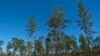 Longleaf Pine Trees Give Us More than Just Wood