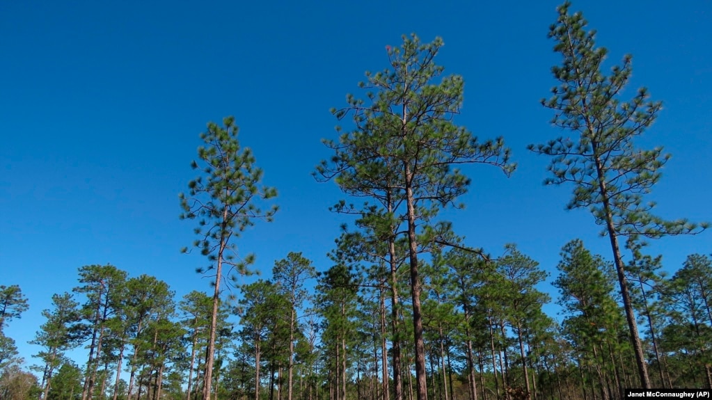 FILE - Longleaf pines, about 80 to 85 years old, stand tall in the DeSoto National Forest in Miss., on Wednesday, Nov. 18, 2020. (AP Photo/Janet McConnaughey)