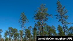 FILE - Longleaf pines, about 80 to 85 years old, stand tall in the DeSoto National Forest in Miss., on Wednesday, Nov. 18, 2020. (AP Photo/Janet McConnaughey)