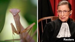 La Ilomantis gisburgae —así ha sido nombrado el insecto— debe su nombre a la característica más visible de la jueza Ginsburg, el pañuelo con pliegues que usa al cuello.