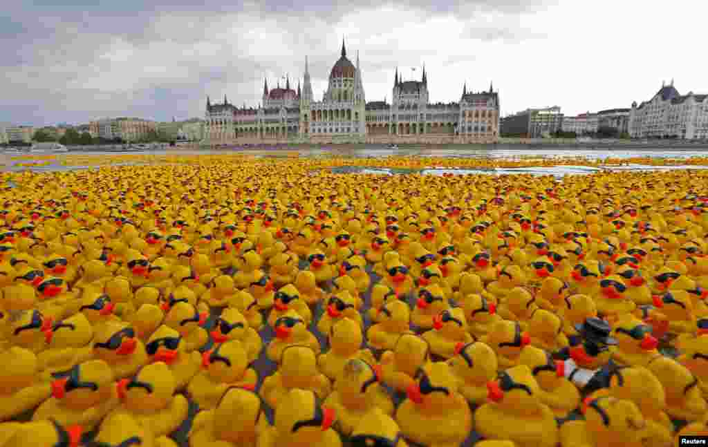 Ribuan boneka bebek dari karet menghiasi sungai Danube, tepat di depan gedung Parlemen di Budapest, Hungaria.