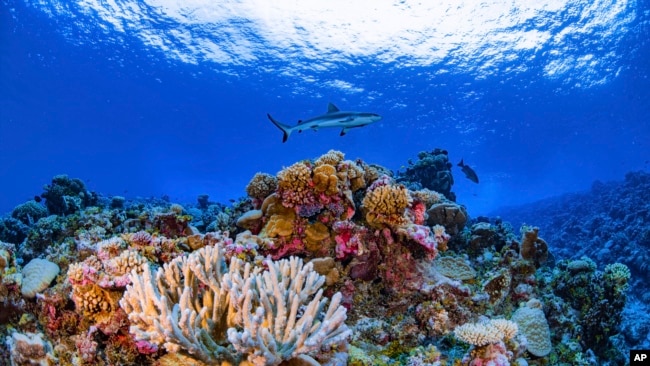 In this August 2018 photo provided by the Allen Coral Atlas, a shark swims on a reef in Ailinginae Atoll in the Marshall Islands. (Greg Asner/Allen Coral Atlas via AP)