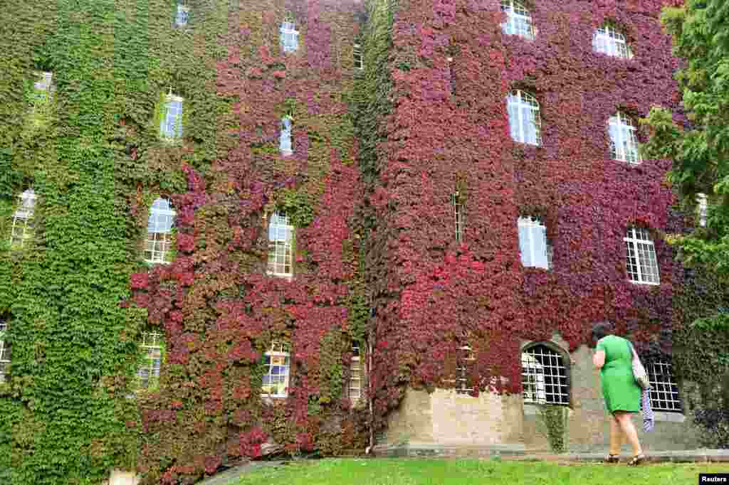 Seorang perempuan berjalan melewati dedaunan merambat yang berubah warna dari hijau ke merah di St John's College di Cambridge, Inggris tengah.