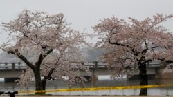 Trees covered with cherry blossoms are seen behind yellow police tape along the tidal basin in Washington, Monday, March 23, 2020. (AP Photo/Carolyn Kaster)