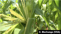 Fall armyworm, which attacks mainly corn, was first discovered in Brazil. Experts suspect that it moved to Africa when the continent imported corn from the United States in response to increased drought.
