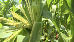 Les agronomes congolais s'attaquent à une chenille qui menace la production du maïs