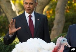 President Barack Obama pardons Abe, the National Thanksgiving Turkey, Wednesday, Nov. 25, 2015.