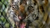 FILE - Harimau Sumatera yang siap dilepasliarkan di ekosistem hutan Leuser di Provinsi Aceh, 19 Juni 2020. (Chaideer Mahyuddin/AFP)