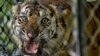 2 Harimau Sumatera Lepas dari Kebun Binatang di Singkawang, 1 Ditembak Mati